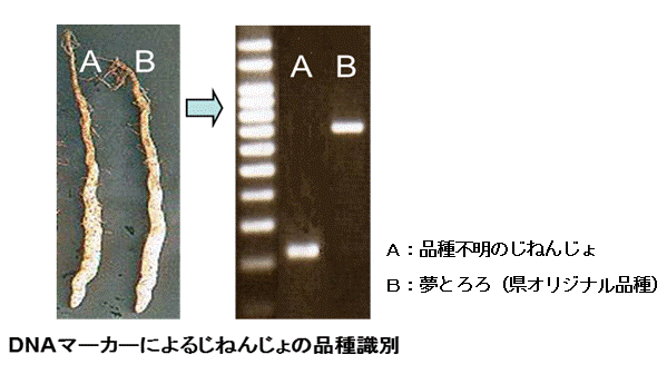 DNAマーカーじねんじょ