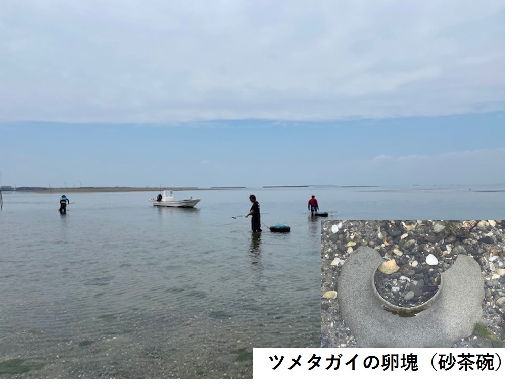 害敵生物の駆除活動とツメタガイの卵塊（砂茶碗）　