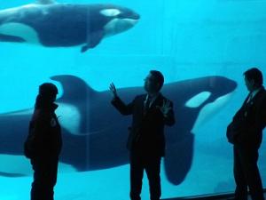 平成25年3月4日　名古屋港水族館でシャチの赤ちゃんが公開されました