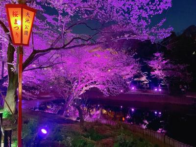 大田大池で夜桜ライトアップ