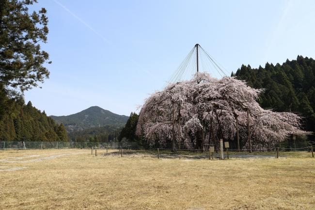 満開時のウバヒガンザクラの様子。枝が枝垂れており迫力がある。