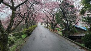 長篠の河津桜