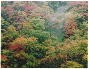 大沼の紅葉の写真