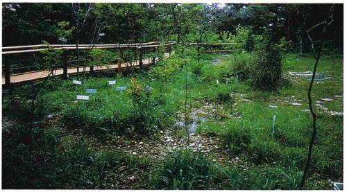 湿地植物群落の写真