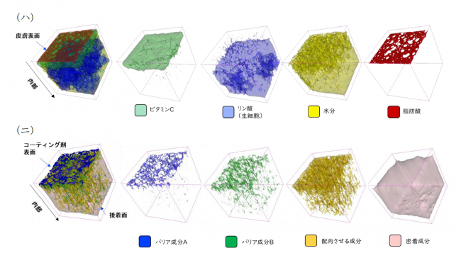 皮膚に浸透する様子