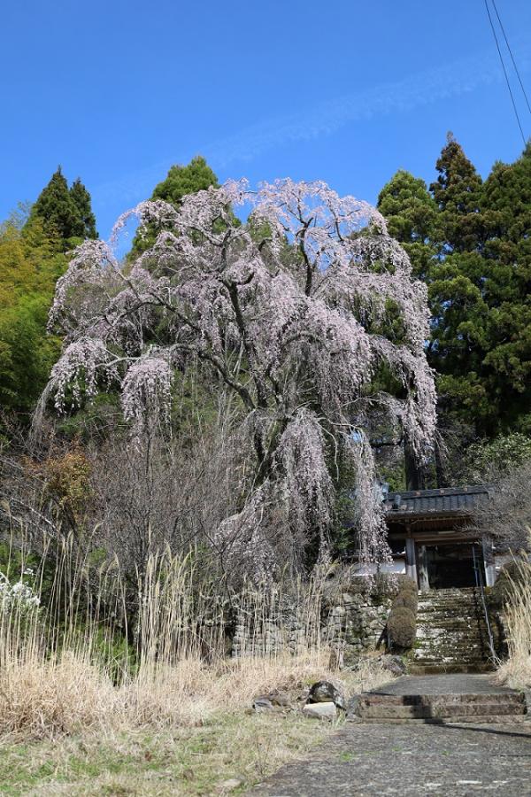 桜満開の福田寺の様子