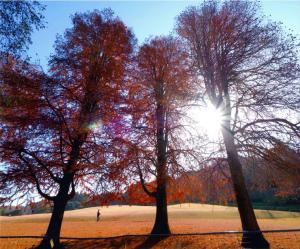 2023年度「森林公園四季の風景写真」入賞作　晩秋の陽光