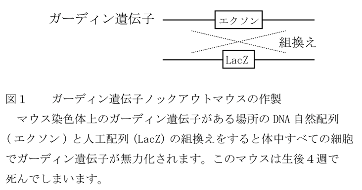 ガーディン遺伝子ノックアウトマウスの作製