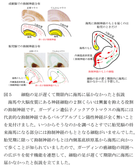 細胞の足が遅くて期限内に海馬に届かなかったと仮説