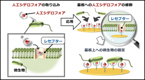 図1　人工シデロフォア修飾電極による選択的微生物固定化技術