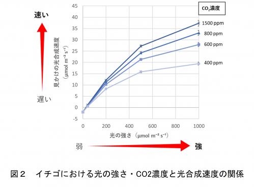 イチゴにおける光の強さ・CO2濃度 と光合成速度の関係