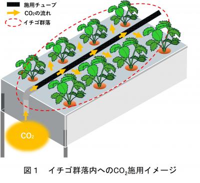 イチゴ群落内へのCO2施用イメージ