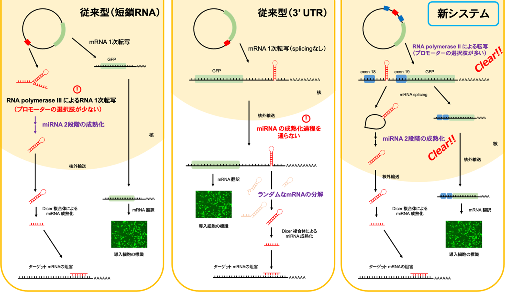 RNA