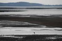 【一色町】干潟になった一色港