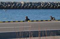 【一色町】愛犬とカモメを見る（一色魚市場付近）