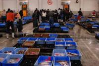 【一色町】一色魚市場の風景4