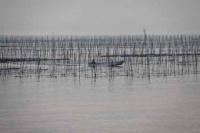 【一色町】一色港沖の海苔養殖