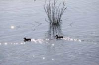 【一色町】カモ（佐久島）