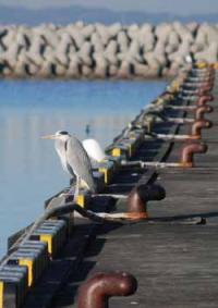 【一色町】サギ1（一色魚市場付近）