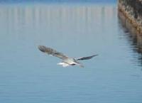 【一色町】サギ1（一色魚市場付近）