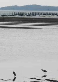 【一色町】羽を休めるサギ（一色港）