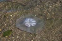 【一色町】浮遊しているクラゲ（一色港）