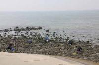 【吉良町】貝拾い（宮崎海岸）