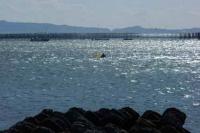 【吉良町】アサリ漁の風景5（吉田港）