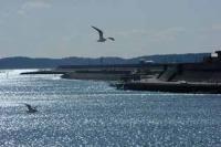【吉良町】カモメ（吉田港）