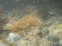 【吉良町】宮崎海岸のイソギンチャク1（水中写真）