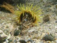 【吉良町】宮崎海岸のイソギンチャク4（水中写真）