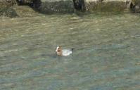 【吉良町】宮崎海岸のカモメ