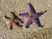 【吉良町】宮崎海岸のヒトデ