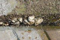 【吉良町】宮崎海岸の堤防に付着した牡蠣