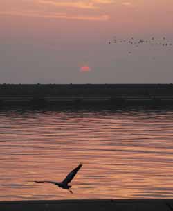 【蒲郡市】形原港の夜明け4