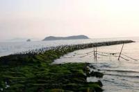 【蒲郡市】竹島海岸で羽を休めるカモメたち