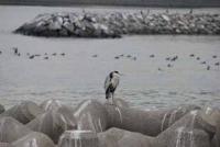 【蒲郡市】アオサギ（形原漁港）