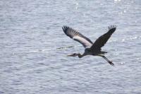 【蒲郡市】アオサギ2（春日浦海岸）