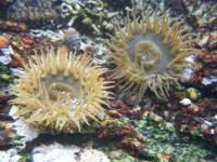 【蒲郡市】イソギンチャク水中写真（西浦海岸）