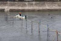 【豊川市】網を仕掛ける漁師2（御津新田付近）