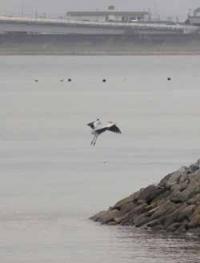 【豊橋市】アオサギ3（豊川河口）