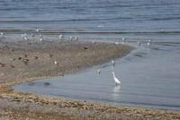 【豊橋市】水鳥たち（豊川河口）