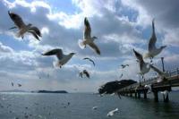 【蒲郡市】カモメの舞1（竹島桟橋）