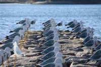 【一色町】佐久島のカモメアート