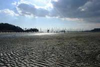 【幡豆町】東幡豆の干潟2