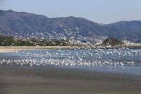 【蒲郡市】春日浦海岸の風景2