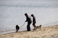 【吉良町】宮崎海岸で犬と散歩