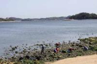 【幡豆町】寺部海岸（西側）の貝拾い