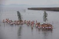 【幡豆町】鳥羽の火祭り