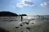 【幡豆町】東幡豆の潮干狩り1